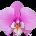 Double Spikes Phalaenopsis Taisuco Anna (4.5” Pot)