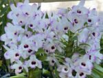 In Buds Fragrant - Dendrobium Love Memory ‘Fizz’ Lot of Buds (2” pot) - Image 2