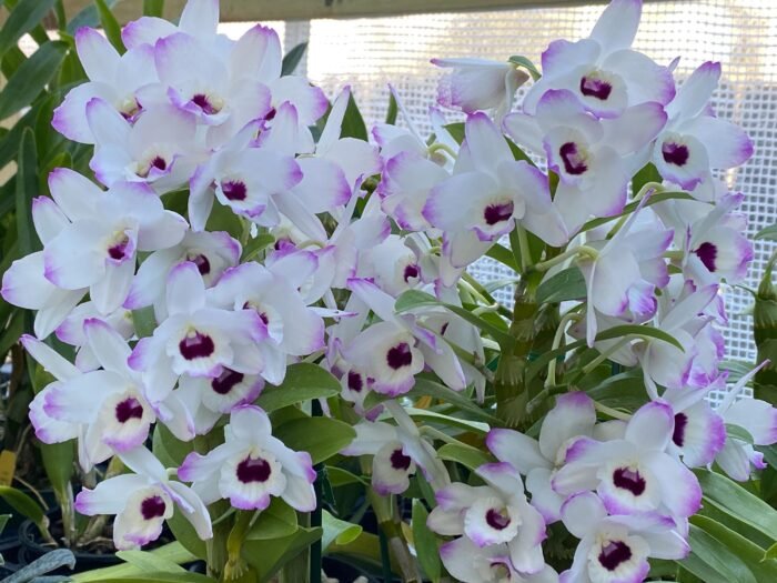 In Buds Fragrant - Dendrobium Love Memory ‘Fizz’ Lot of Buds (2” pot) - Image 2
