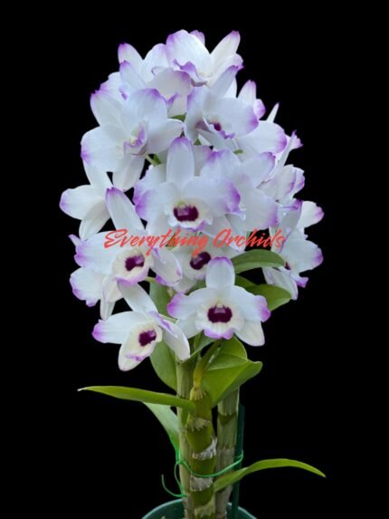 In Buds Fragrant - Dendrobium Love Memory ‘Fizz’ Lot of Buds (2” pot)