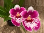 Quadruple Spikes Miltoniopsis Milton Brown (3.5" pot)