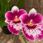 Quadruple Spikes Miltoniopsis Milton Brown (3.5" pot)