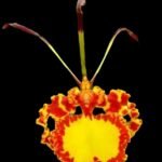 Psychopsis  Mendenhall 'Hildos' FCC/AOS (2” pot)