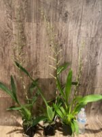 Tall Spike Oncidium Pacific Pagan 'Kilauea' (3.5” Pot) - Image 3