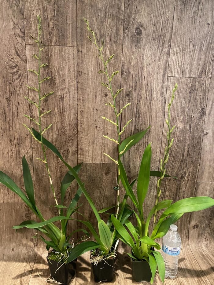 Tall Spike Oncidium Pacific Pagan 'Kilauea' (3.5” Pot) - Image 3