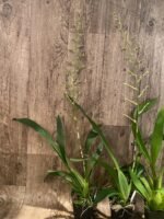 Tall Spike Oncidium Pacific Pagan 'Kilauea' (3.5” Pot) - Image 4