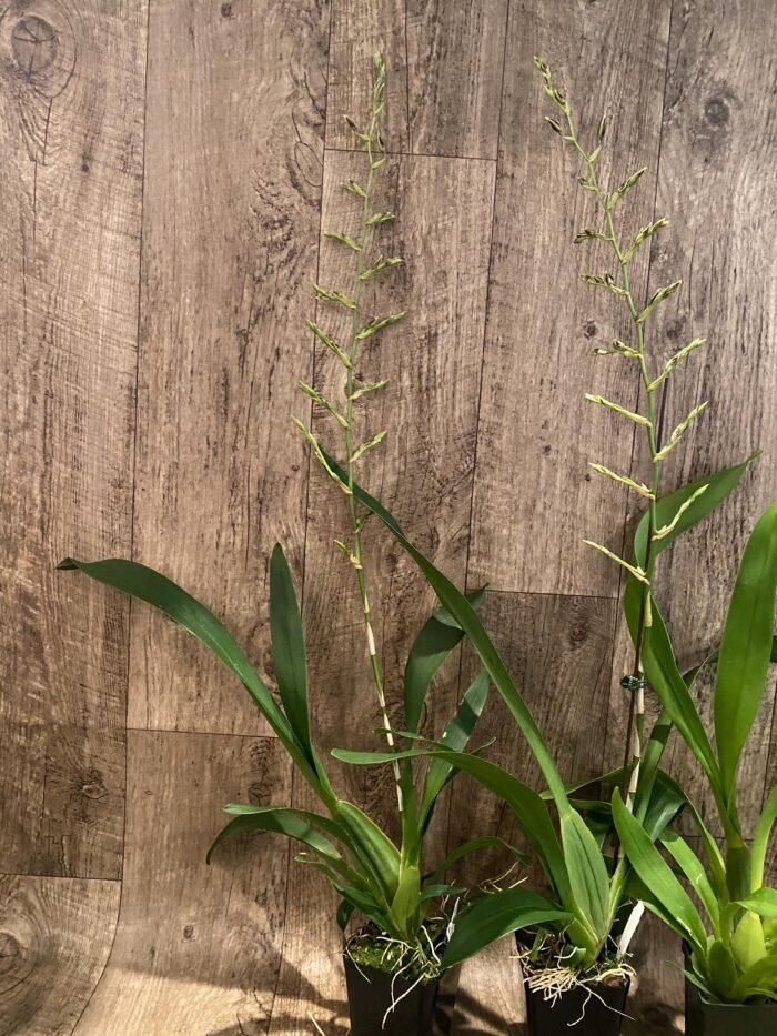 Tall Spike Oncidium Pacific Pagan 'Kilauea' (3.5” Pot) - Image 4
