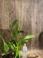 Tall Spike Oncidium Pacific Pagan 'Kilauea' (3.5” Pot) - Image 6