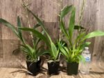 Tall Spike Oncidium Pacific Pagan 'Kilauea' (3.5” Pot) - Image 7