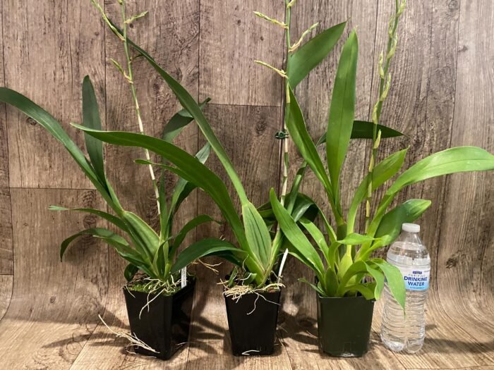 Tall Spike Oncidium Pacific Pagan 'Kilauea' (3.5” Pot) - Image 7