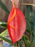 Rare - Anthurium scherzerianum (Red with dots) (4.5” pot)