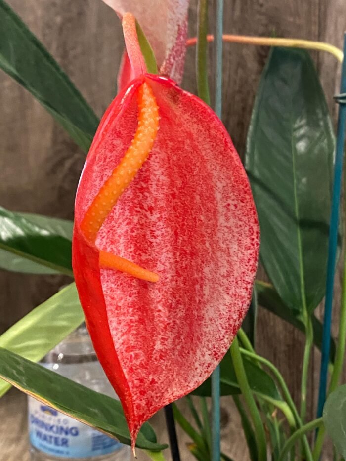 Rare - Anthurium scherzerianum (Red with dots) (4.5” pot) - Image 1