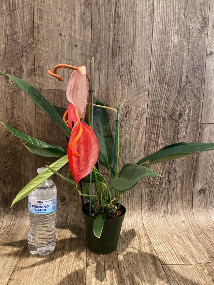 Rare - Anthurium scherzerianum (Red with dots) (4.5” pot) - Image 3