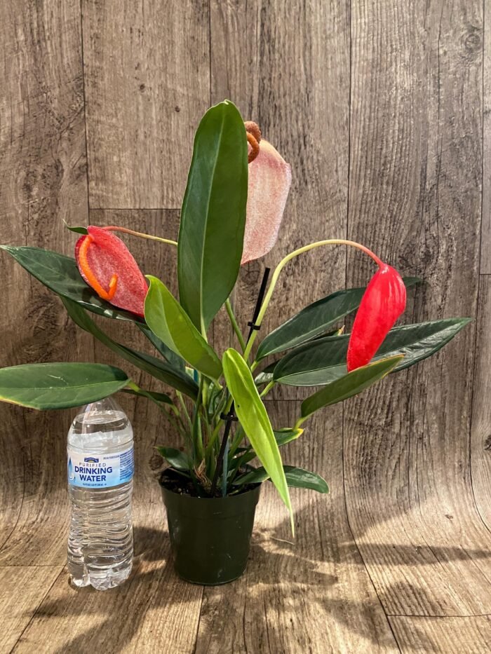 Rare - Anthurium scherzerianum (Red with dots) (4.5” pot) - Image 5