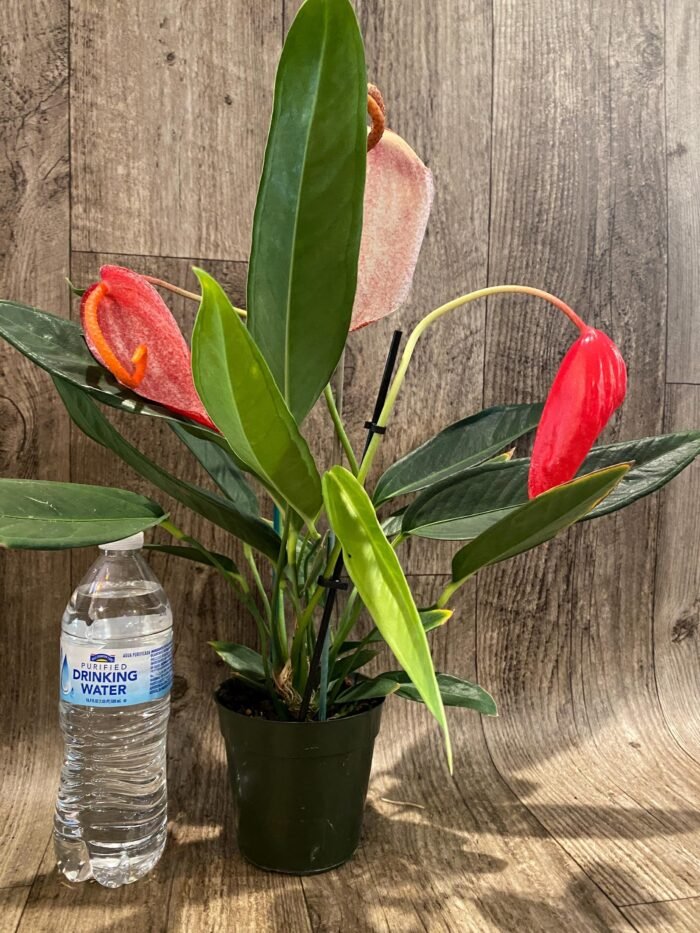 Rare - Anthurium scherzerianum (Red with dots) (4.5” pot) - Image 6