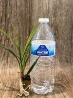 Cymbidium Miss Saigon 'Sedona’ 3 Plugs Per Pot - Image 3