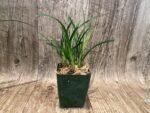 Cymbidium Miss Saigon 'Sedona’ 3 Plugs Per Pot - Image 4