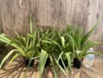 Miltoniopsis Rene Komoda 'Pacific Clouds' (3.5" Pot) - Image 3