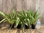 Miltoniopsis Rene Komoda 'Pacific Clouds' (3.5" Pot) - Image 6