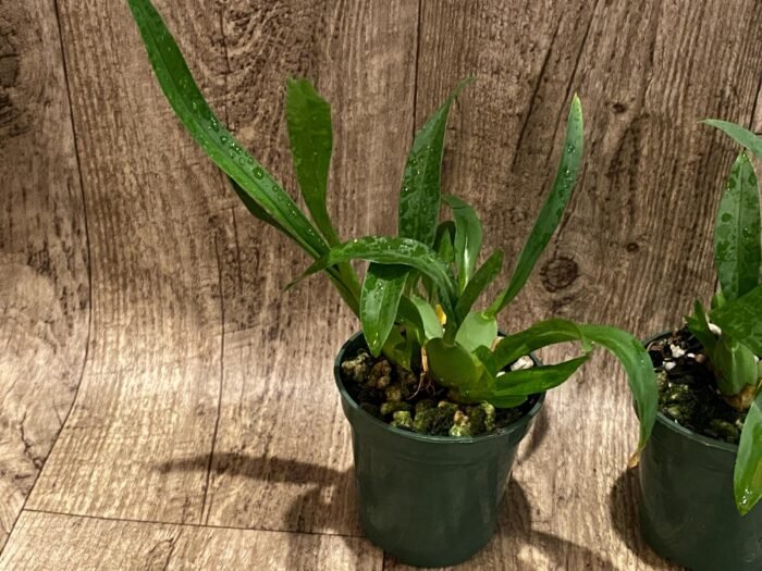 Fragrant Mini Oncidium Twinkle ‘Fantasy’ (3” Pot) - Image 3