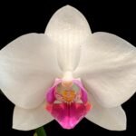 Double Spikes Phal. Dtps. Unimax Waltz (3.5" pot)