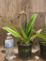 In Spike Paphiopedilum Mount Toro (phillippinense x stonei) (5" pot) - Image 6