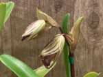 In Spike Paphiopedilum Mount Toro (phillippinense x stonei) (5" pot) - Image 3
