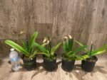In Spike Paphiopedilum Mount Toro (phillippinense x stonei) (5" pot) - Image 5