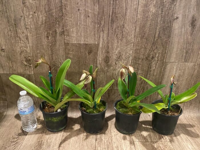 In Spike Paphiopedilum Mount Toro (phillippinense x stonei) (5" pot) - Image 5