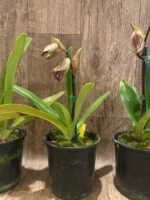 In Spike Paphiopedilum Mount Toro (phillippinense x stonei) (5" pot) - Image 8
