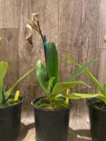 In Spike Paphiopedilum Mount Toro (phillippinense x stonei) (5" pot) - Image 9