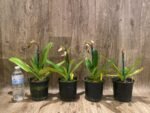 In Spike Paphiopedilum Mount Toro (phillippinense x stonei) (5" pot) - Image 4