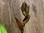 In Spike Paphiopedilum Rothschildianum (T.L. X P.T) X Stonei #4 x 2008: (5" pot) - Image 3
