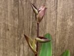 In Spike Paphiopedilum Rothschildianum (T.L. X P.T) X Stonei #4 x 2008: (5" pot)