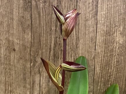 In Spike Paphiopedilum Rothschildianum (T.L. X P.T) X Stonei #4 x 2008: (5" pot)