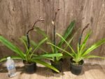 In Spike Paphiopedilum Rothschildianum (T.L. X P.T) X Stonei #4 x 2008: (5" pot) - Image 4