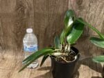 Rlc. Thaksina Gold (5” pot) - Image 4