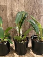 Rlc.. Subprasert '#1' (5” pot) - Image 5