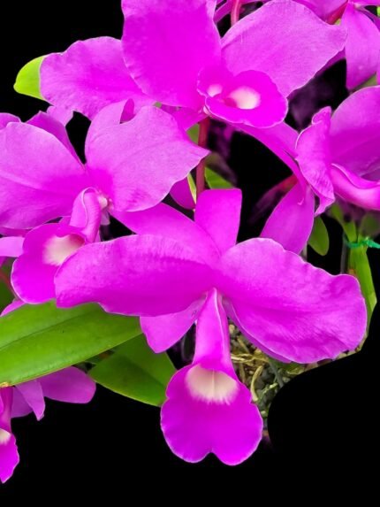 Cattleya skinneri Dark Pink' × sib (5” pot)