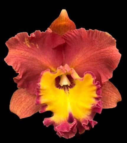Rhyncholaeliocattleya Orange Diamond (3.5” Pot)