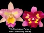 Tth. Nonthabury Fancy x Ruth Chomthong Beauty (3.5” Pot)