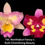 Tth. Nonthabury Fancy x Ruth Chomthong Beauty (3.5” Pot)