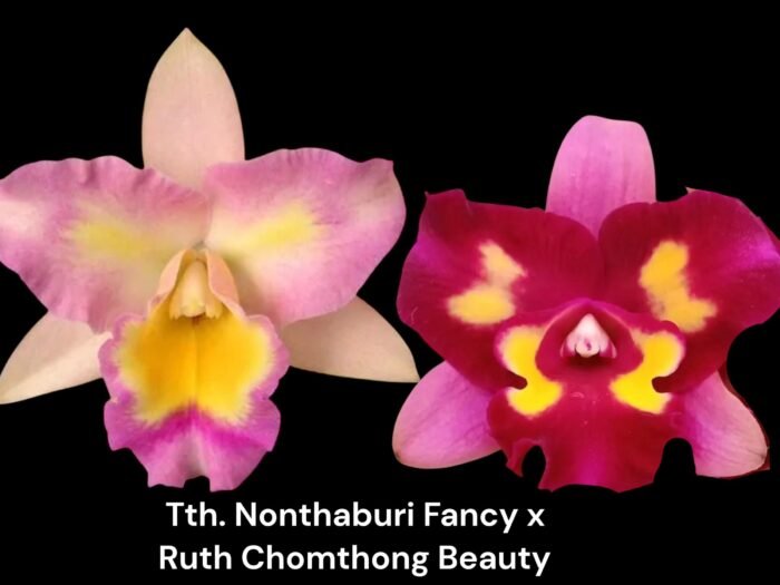 Tth. Nonthabury Fancy x Ruth Chomthong Beauty (3.5” Pot) - Image 1