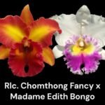 Rlc. Chonthong Fancy x Madame Edith Bongo (3.5” Pot)