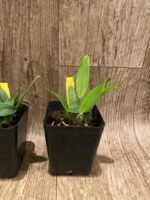 Tth. Nonthabury Fancy x Ruth Chomthong Beauty (3.5” Pot) - Image 6