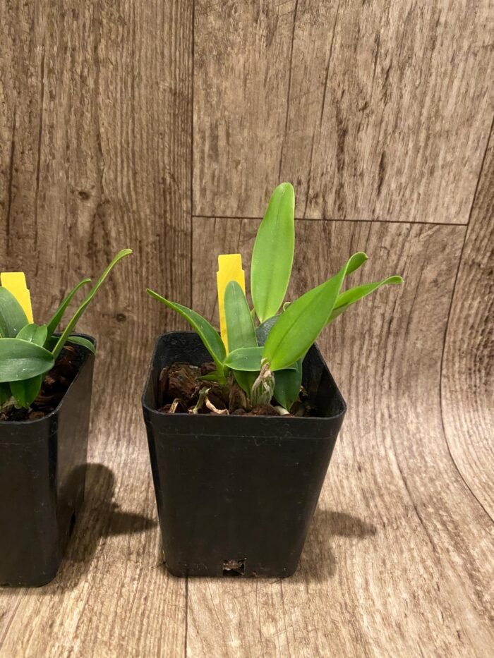 Tth. Nonthabury Fancy x Ruth Chomthong Beauty (3.5” Pot) - Image 6