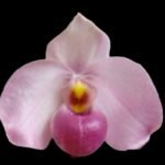 In Spike/ Bud Paphiopedilum Ho Chi Minh (delenatii v. vinicolor x vietnamese) (3.5" pot)