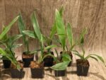 Variegated Zygonisia Cynosure 'Dove of Peace' (2" pot) - Image 5