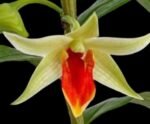 Dendrobium Jiaho Delight (Den. Hsinying Frostymaree × tobaense) (3.5” Pot)