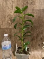 Dendrobium Jiaho Delight (Den. Hsinying Frostymaree × tobaense) (3.5” Pot) - Image 4